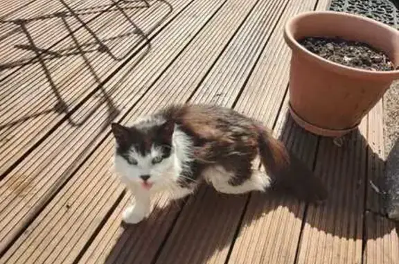 Found: Black & White Cat 'Miss...