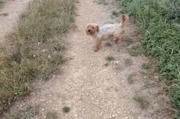 Chien beige perdu, affectueux, Rillieux-la-Pape - photo