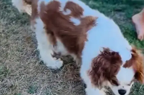 Missing dog Kailua, photo: Lost Cavalier on Awakea Rd, Kailua