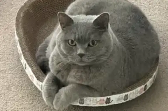 Lost Solid Blue Cat on Hickson Rd, Sydney