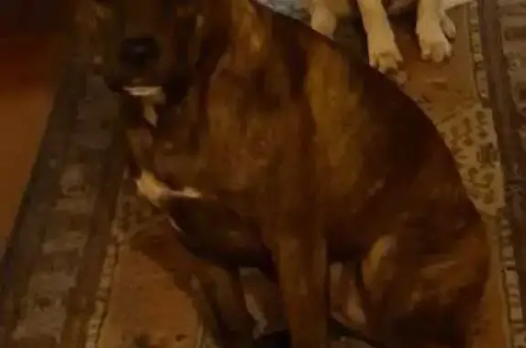 Lost Brindle Staffy at Thompson Beach