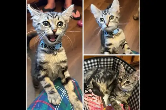 Lost Cat: Sweet, Playful, Blue Collar