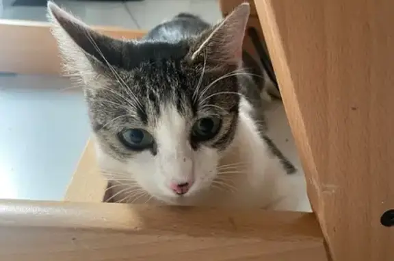 Chat perdu, Orléans, photo: Chatte disparue à Orléans, aide requise