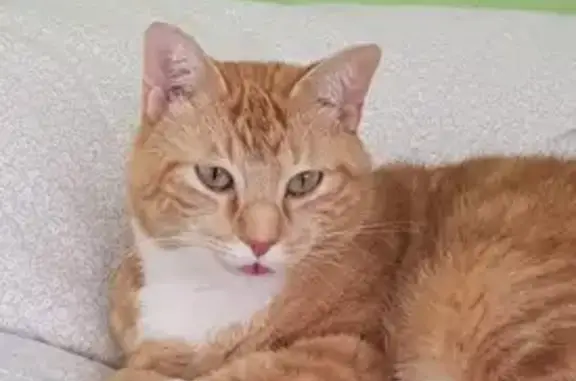 Chat roux 10 ans perdu à Valréas - photo