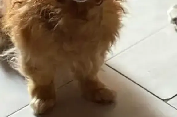 Perro Café Perdido en Esplugues de Llobregat