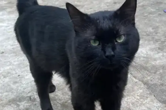 Lost Black Male Cat - O'Neill St, Inner West