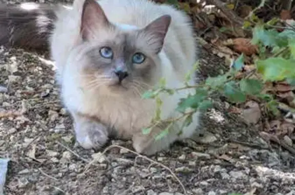 Chat perdue: Blanche/gris, Rue Vieux Village - photo
