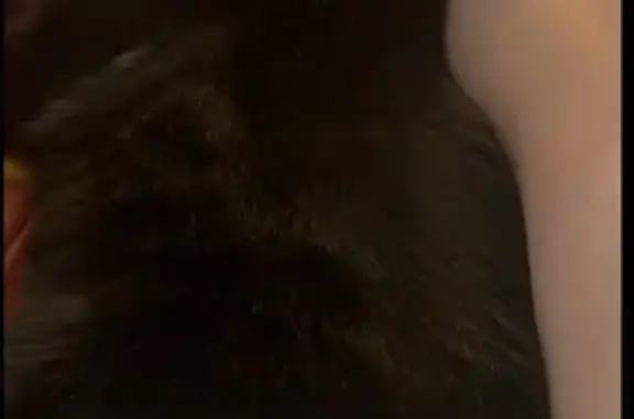 Lost pets South Jordan, photo: Lost Black Cat: Green Eyes in South Jordan
