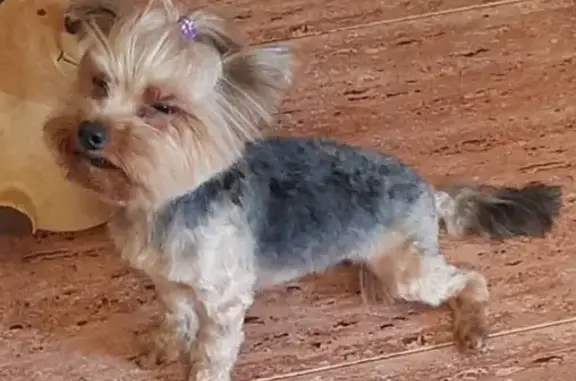 Perro Perdido en Cartagena: 11 Años, Pelo Corto