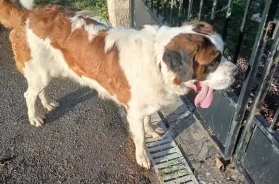 Animaux trouvés Beynat, photo: Chien gentil trouvé à Beynat, Miel