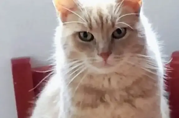 Chat mâle castré 5 ans perdu Bois-le-Roi - photo
