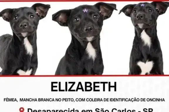 cachorro desaparecida