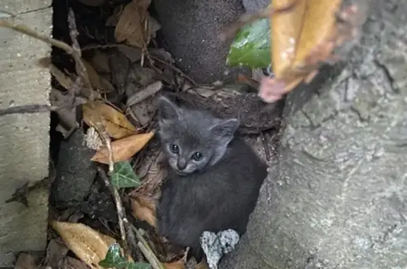 Animaux trouvés Guidel-Plage, photo: Chaton gris trouvé à Guidel (Kerlec)