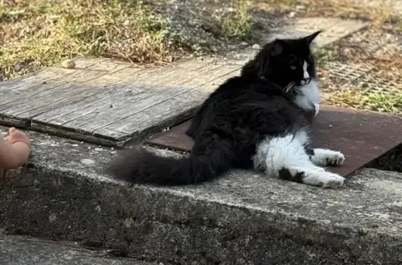 Chat perdu : gros noir et blanc à Flaviac - photo