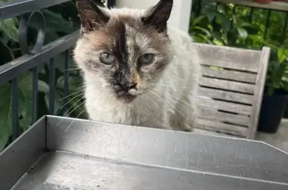 Chat trouvé Gaillac, photo: Chat âgé maigre trouvé, sociable, Gaillac
