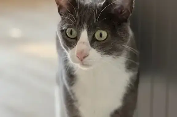 Chat perdu à Landerneau : gris et blanc - photo