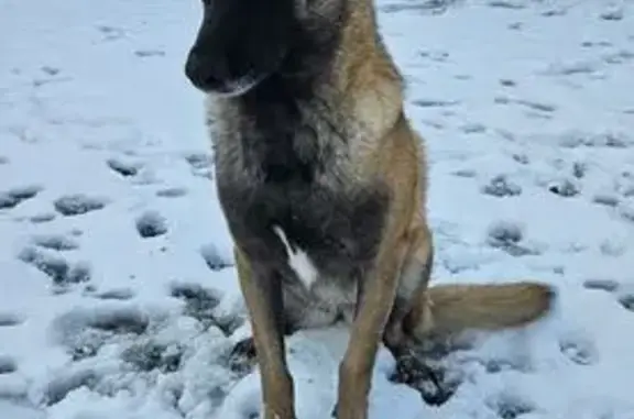 Chienne malinois perdue à Crottes-en-Pithiv. - photo
