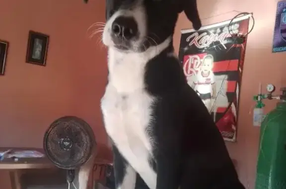 cachorro desaparecida