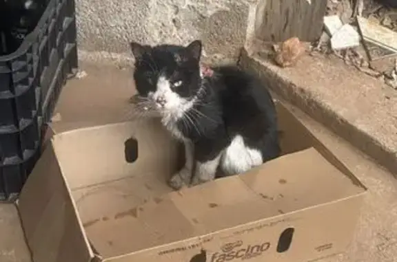 gato encontrada