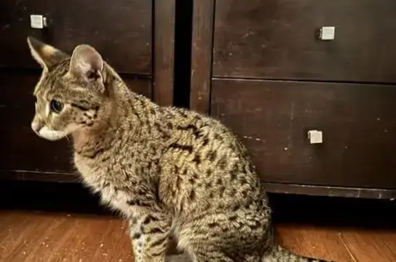 Animaux perdus , photo: Chatte âgée tachetée perdue à Argelès