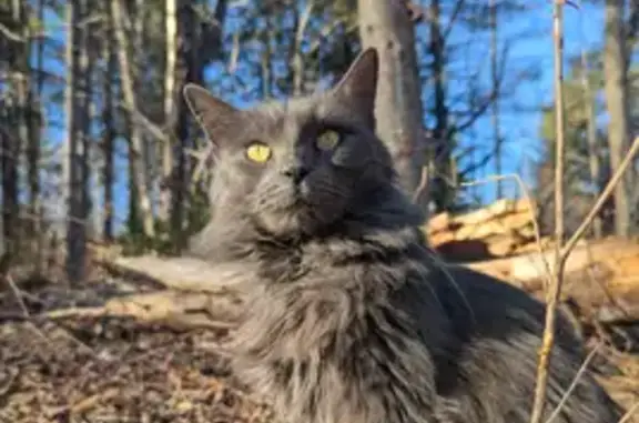 Lost Grey Cat: Petite, Yellow Eyes, Bath