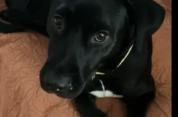 Missing dog Pownal, photo: Lost Dog: Timid Black Pup with Yellow Collar