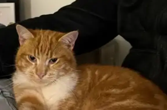 Animaux perdus , photo: Chat perdu roux et blanc à L'Hospitalet