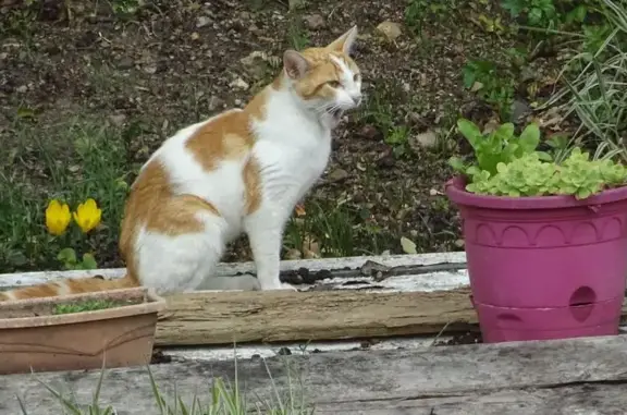 Chat trouvé Saint-Ouen, photo: Chat blanc et roux trouvé, Chemin du Milieu