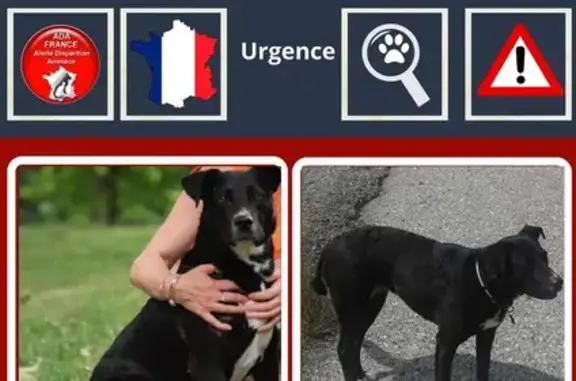 Chienne perdue à Saint-Sorlin-en-Bugey - photo
