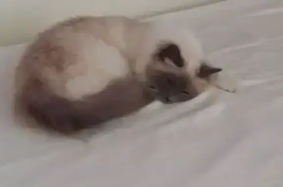 Chat perdu mardi soir à Joué-lès-Tours - photo