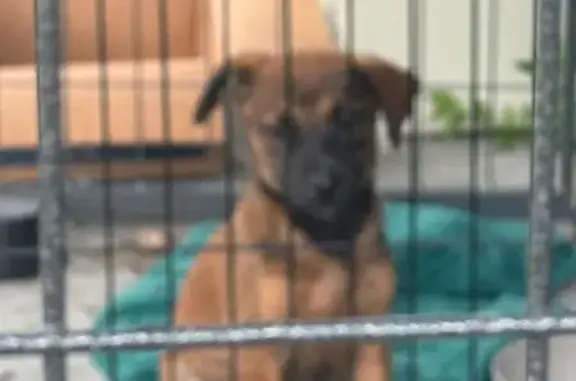 Found dog , photo: Found: Young Female Dog on Willow Rd