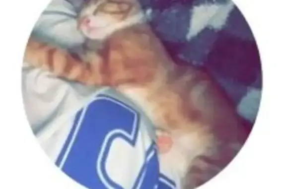 Lost and found pets Baton Rouge, photo: Lost Orange Tabby: Help Find Eli!