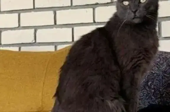 Animaux perdus , photo: Chat perdu à Opio : Winston, Chartreux 