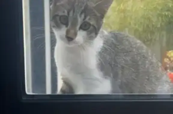 Chatte tigrée joueuse trouvée à Haute-Goulaine - photo
