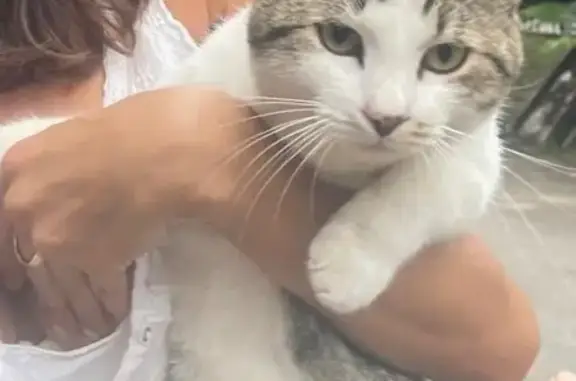 Lost Cat: Unique Tail & Chin Markings