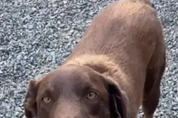 Lost Sweet Dog: Scared of Thunder