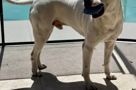 Lost Deaf White Pitbull in Port St. Lucie