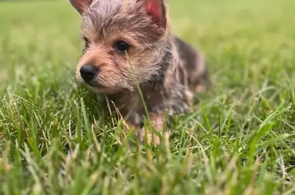 Lost pets , photo: Lost Small Brown Puppy on Phalen Blvd
