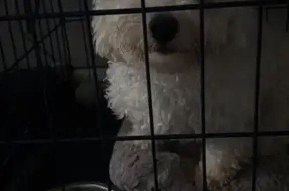 Missing dog Littleton, photo: Lost Dog on West Ida Ave, Littleton