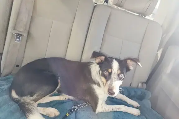 Lost Dog: Unique Eyes, Youngtown Area