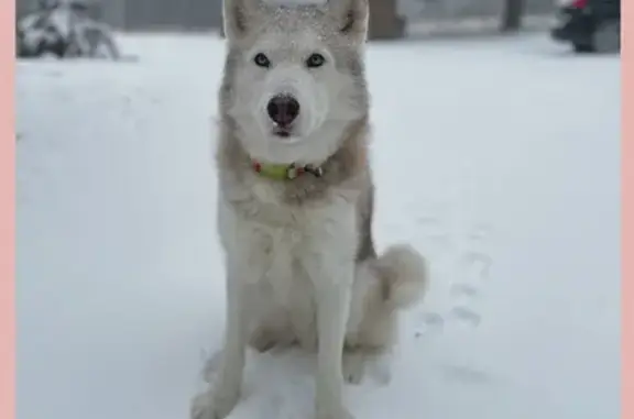 Lost Siberian Husky: Red/White, Blue Eyes