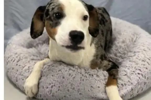 Lost Skittish Aussie Mix Puppy - Help!