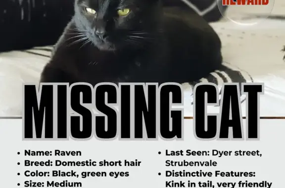 Lost and found pets South Africa, photo: Lost Cat with Kinked Tail on Dyer Road