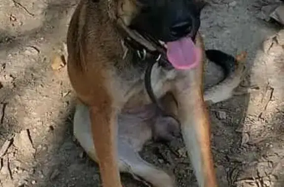 Lost Dog Alert: Help Find Our Pup!