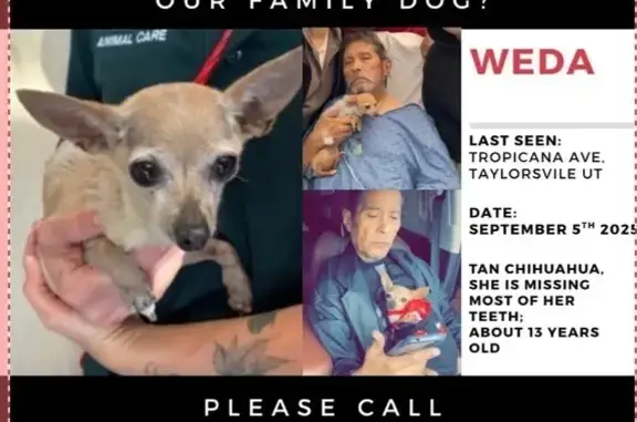 Lost and found pets Taylorsville, photo: Lost Dog on Senior Tropicana Dr, Taylorsville