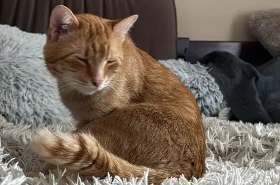 Зник рудий котик 