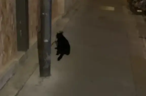 Chat noir craintif sous voitures à Bordeaux - photo