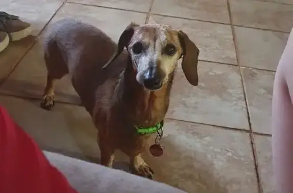 Lost and found pets South Africa, photo: Lost Dog: Grey, Deaf, Lime Collar