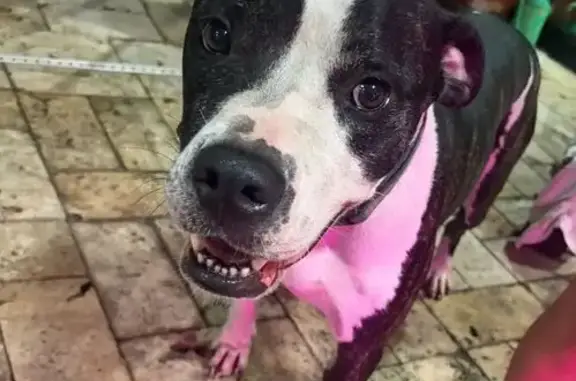 Lost and found pets Hialeah, photo: Found: Friendly Black & White Dog in Hialeah