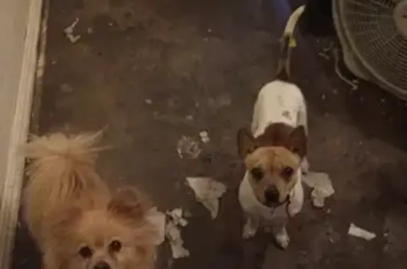 Lost pets , photo: Lost Chihuahua Mix in Sherman, TX